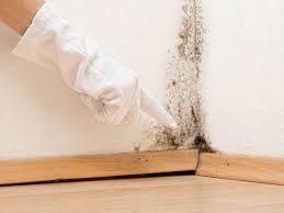 Environmental Consulting for Mold Prevention in Mount Olive, MS